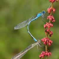 Common Blues Mating 2 